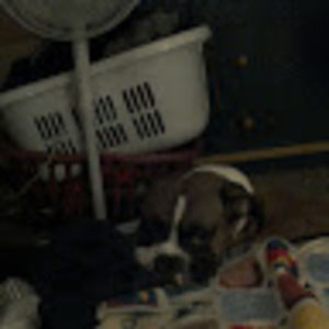 Meet your Posher, Bobbi